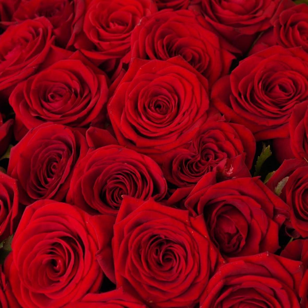 «Ред Наоми» 51 шт