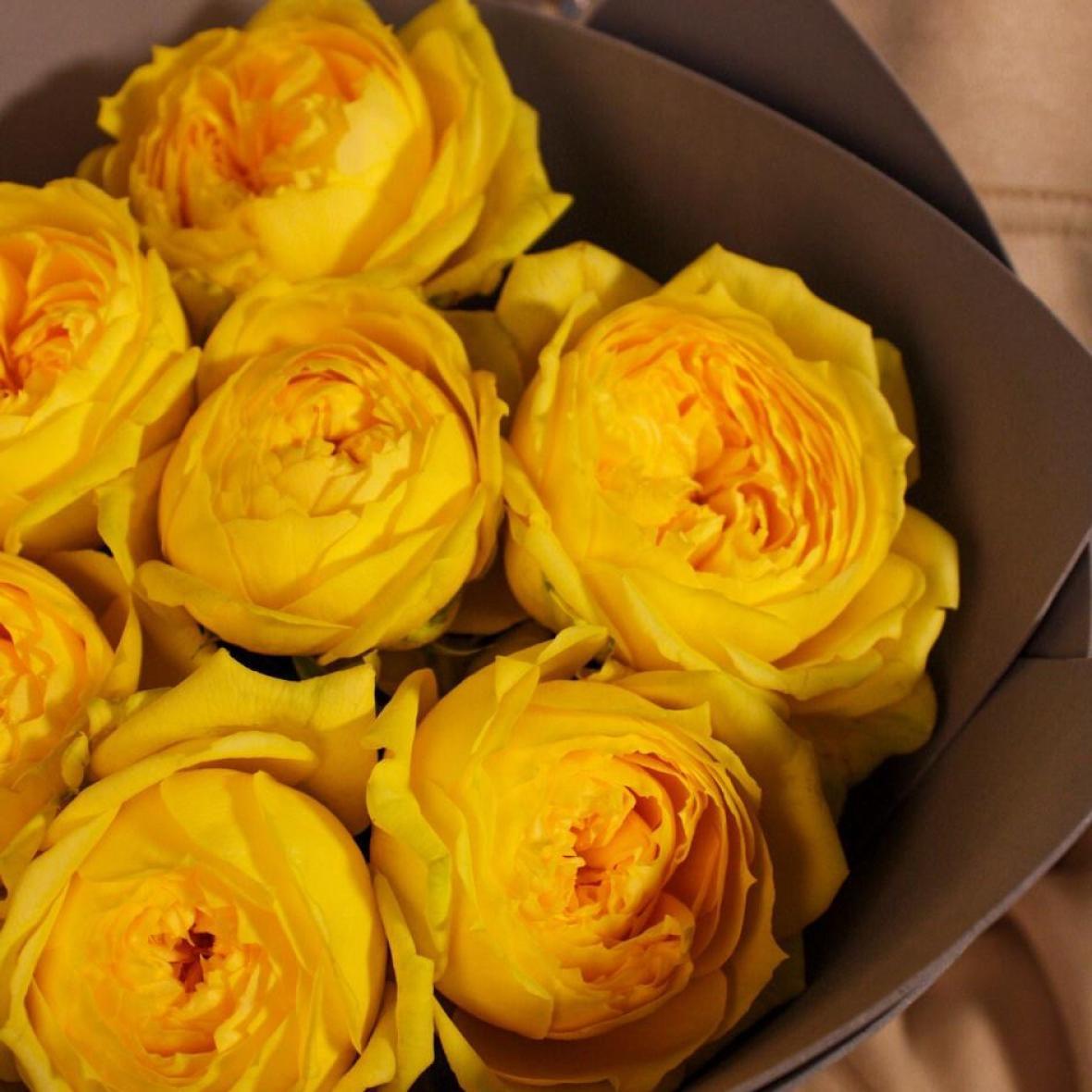 «Каталина» 7 шт