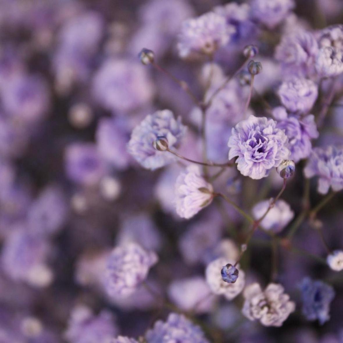 Фиолетовая гипсофила, 7 шт