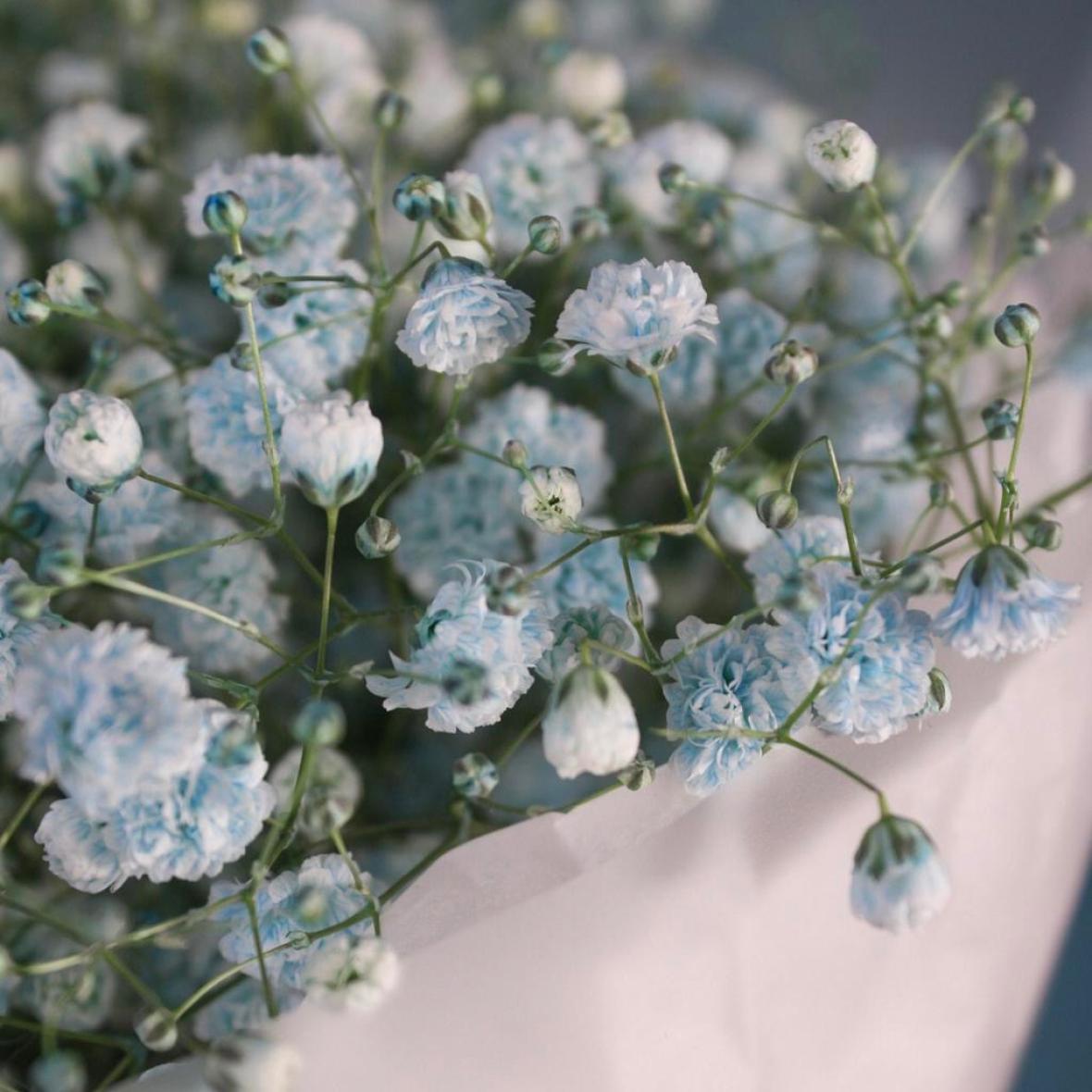 Голубая гипсофила, 7 шт