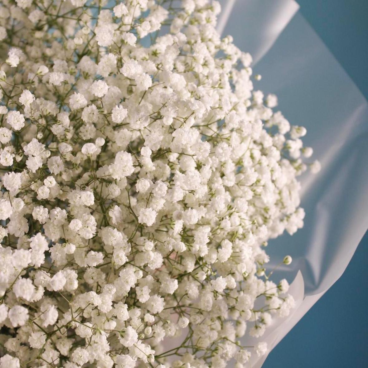 Белая гипсофила, 7 шт