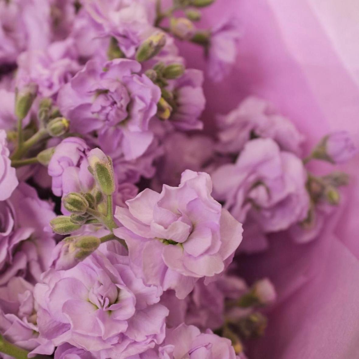 Фиолетовая маттиола, 5 шт