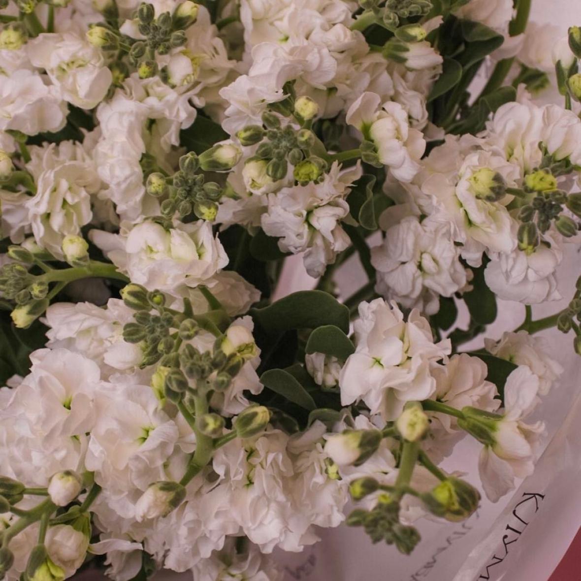 Белая маттиола, 9 шт