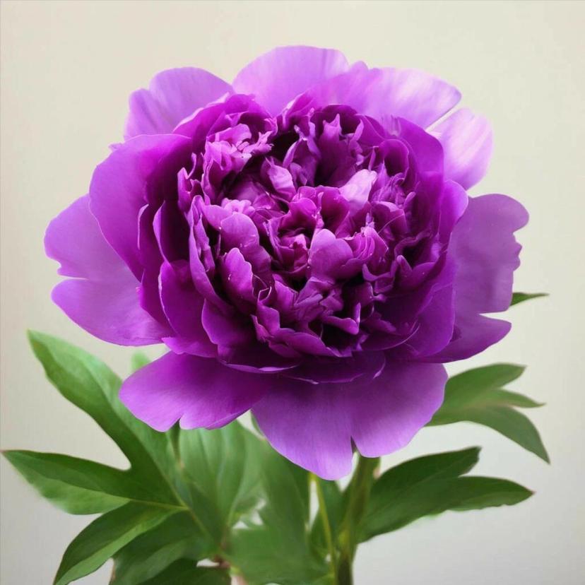 Топ-10 популярных цветов для составления букетов Топ-10 популярных цветов для составления букетов